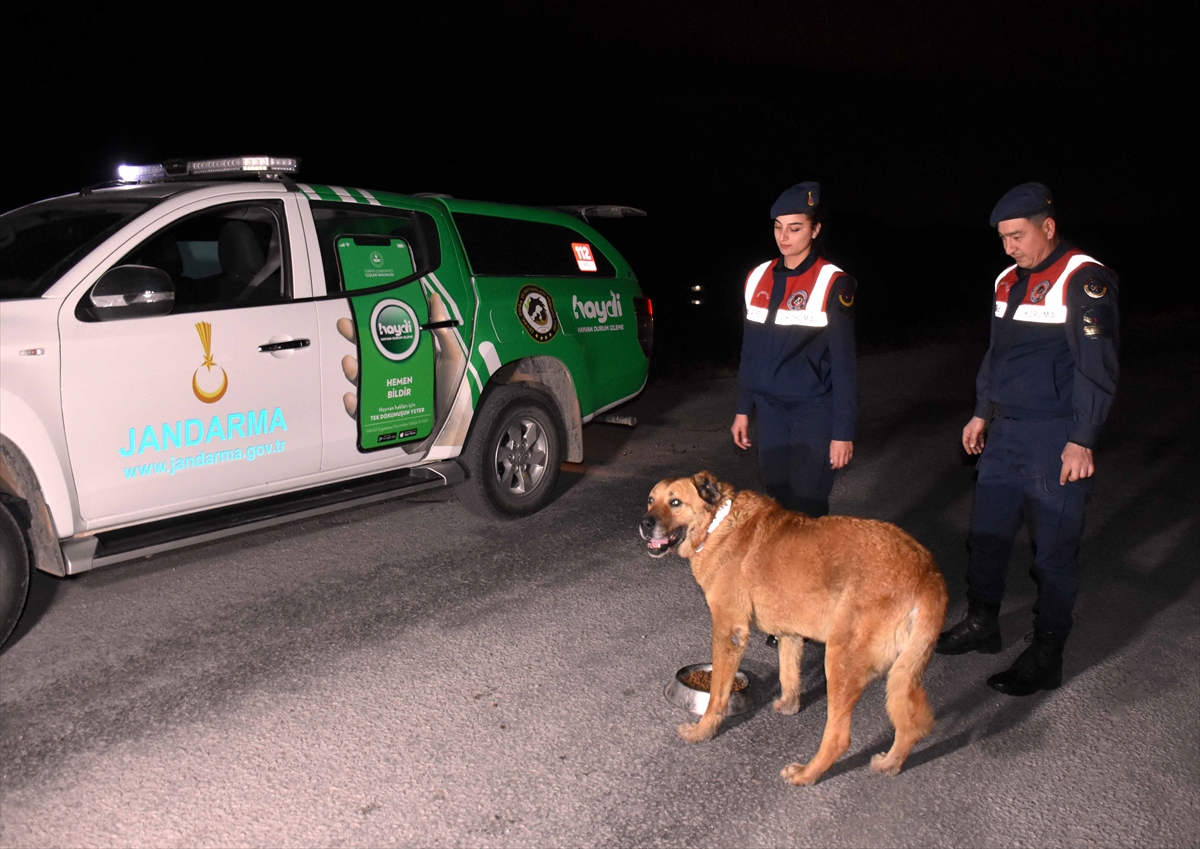 Kırıkkale'de jandarma ekipleri sahipsiz köpeklere reflektörlü tasma takıyor