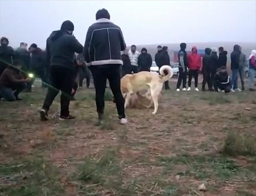 Kırıkkale'de köpek dövüştüren 25 kişi yakalandı