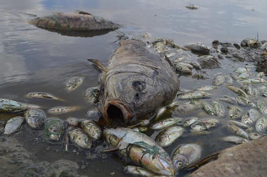Kırklareli'de çevre katliamı! Korkunç manzara...