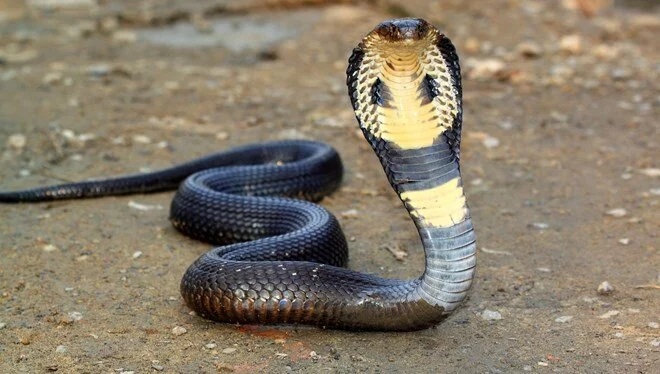 Kokpite giren kobra yılanı acil iniş yaptırdı