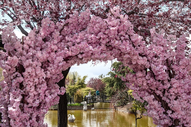Koncadaki Japon Parkında ilkbahar renkleri