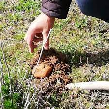 Konya Altın Arar Gibi 'Domalan' Mantarı Arıyorlar