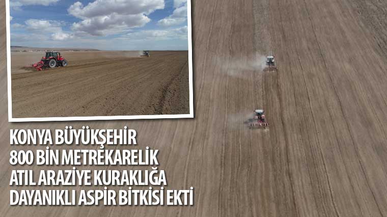 Konya Büyükşehir 800 Bin Metrekarelik Atıl Araziye Kuraklığa Dayanıklı Aspir Bitkisi Ekti