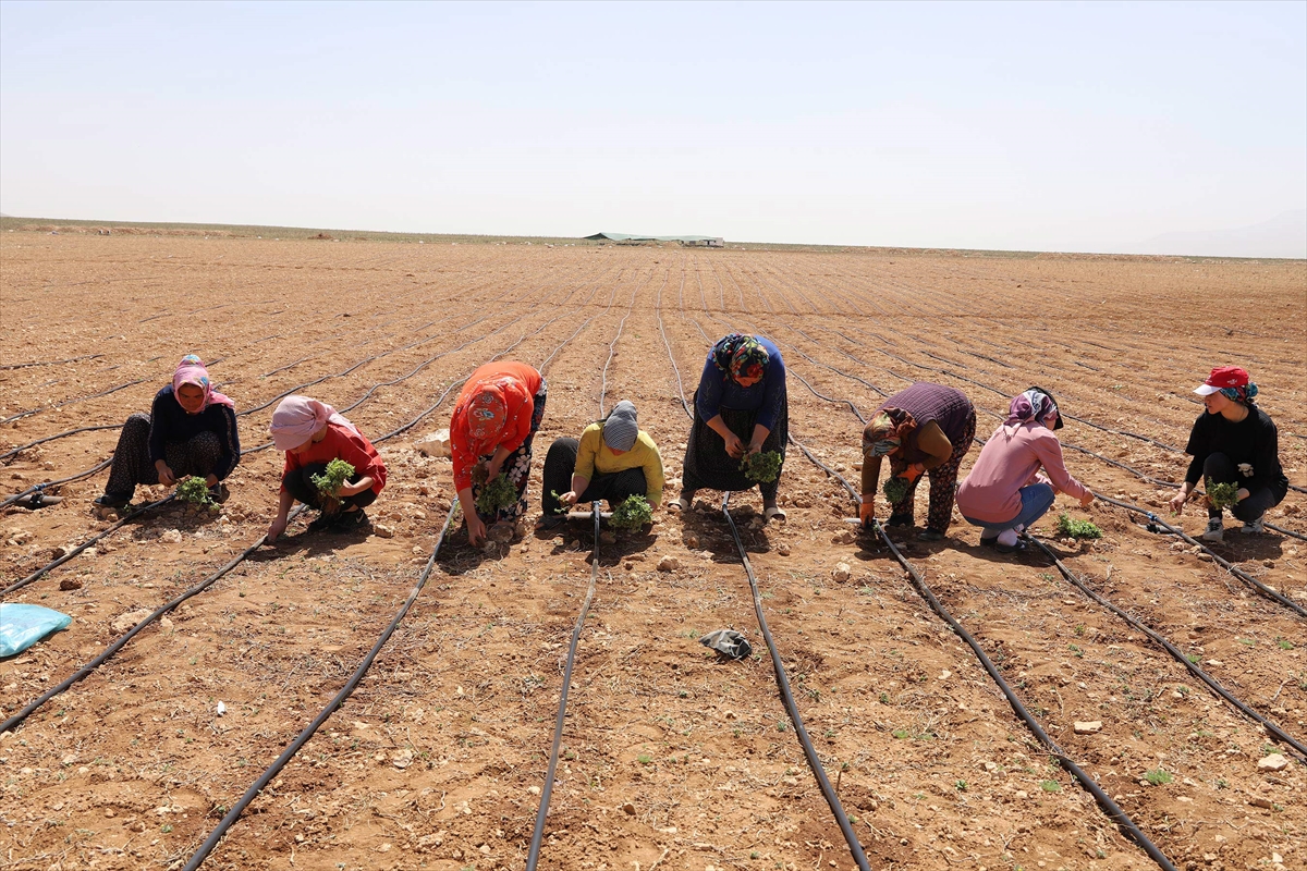 Konya Büyükşehir Belediyesi'nin 2024 tarımsal destek kayıtları başladı