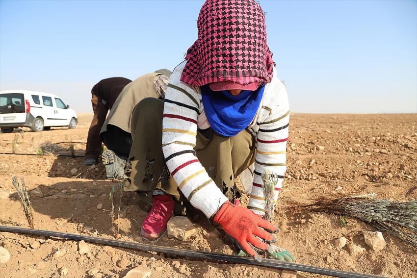Konya Büyükşehir Belediyesi üreticiye lavanta desteğini sürdürüyor