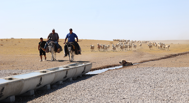Konya Büyükşehir'den hayvancılığa tam destek! 'Sıvat'lar can suyu oluyor