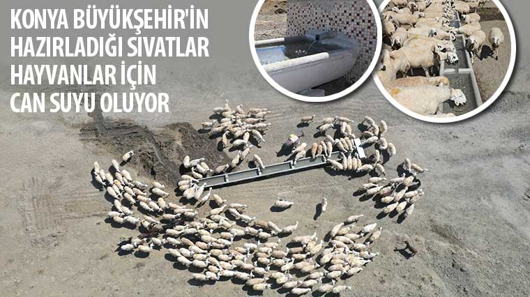 Konya Büyükşehir’in Hazırladığı Sıvatlar Hayvanlar İçin Can Suyu Oluyor