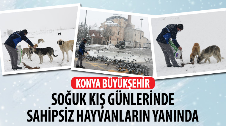 Konya Büyükşehir Soğuk Kış Günlerinde Sahipsiz Hayvanların Yanında