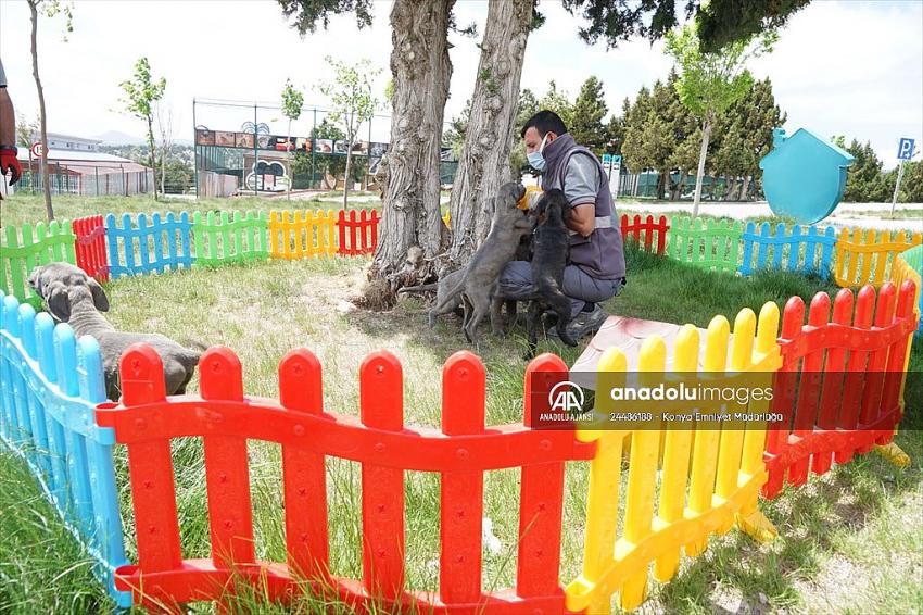 Konya'da 11 köpeğe şiddet uyguladığı belirlenen kadın hakkında yasal işlem başlatıldı