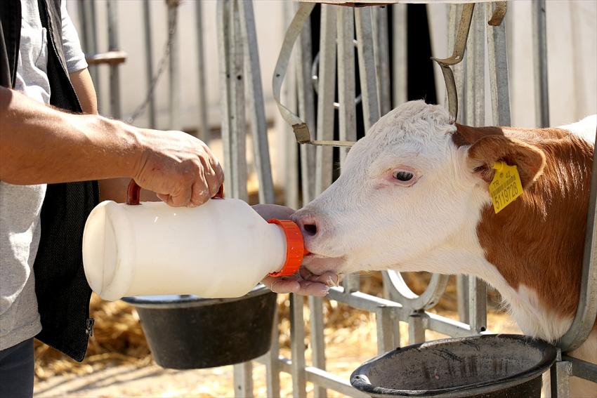 Konya'da 350 buzağının barındığı kreşte hayvanlara ilgi üst düzey