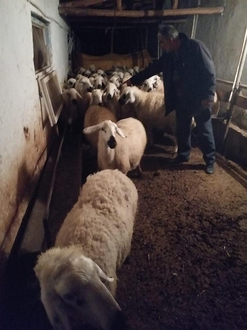 Konya'da 50 Koyun çalan zanlı  Ankara'da gözaltına alındı