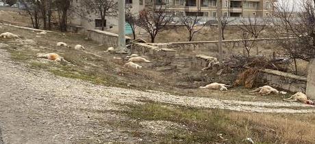 Konya’da 50 koyun  otlarken  telef oldu.
