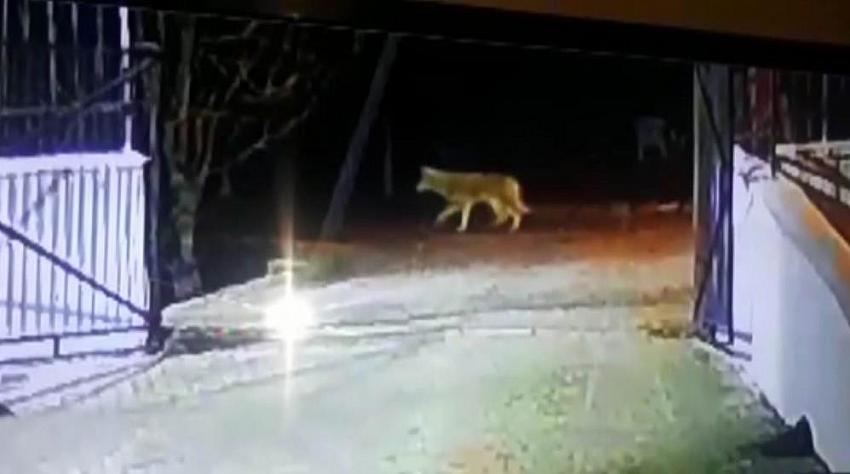 Konya'da aç kalan kurtlar ilçe merkezine indi