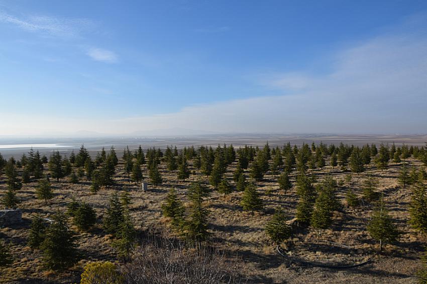 Konya'da Ağaç sevgisi bozkırın ortasında küçük bir ormana dönüştü