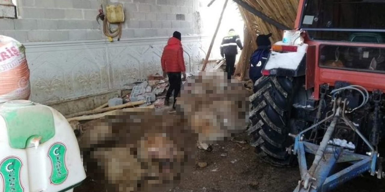 Konya'da ağılın çatısı çöktü, 300 hayvan telef oldu