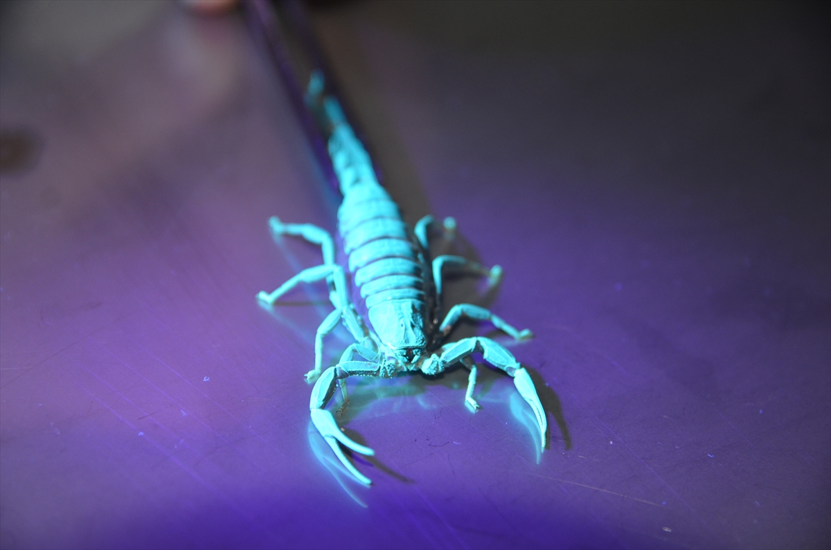 Konya'da akademisyen literatüre kazandırdığı akrebe soyadını verdi