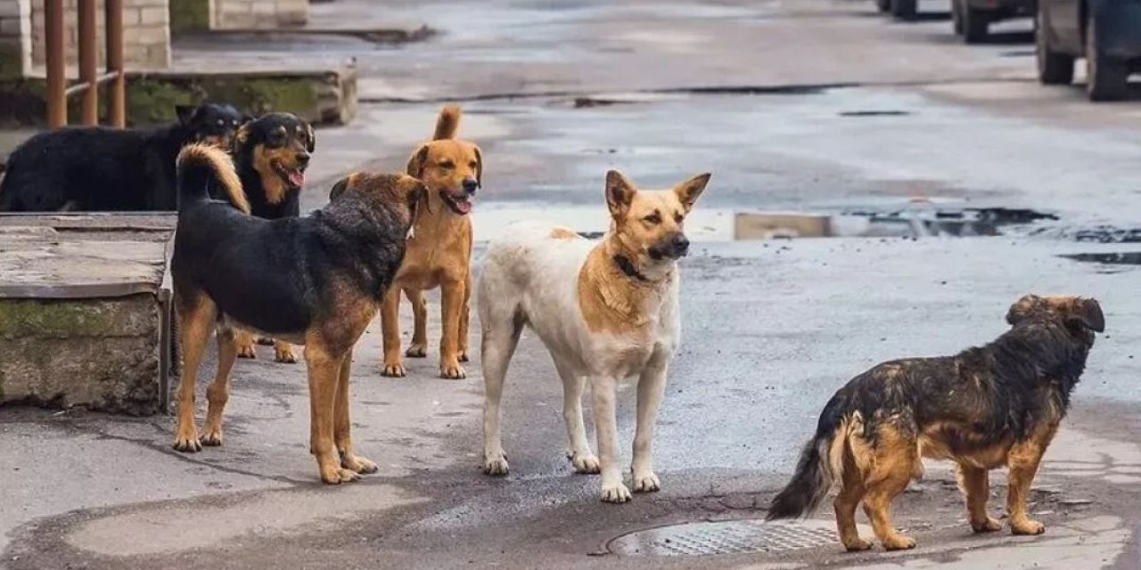Konya'da barınaklardan bırakılan köpek başına 71 bin 965 lira ceza uygulanacak