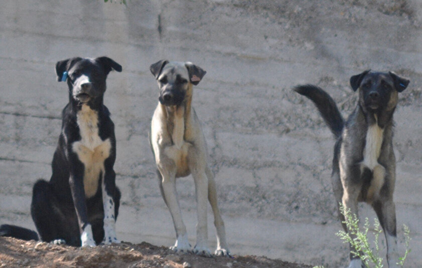 Konya'da başıboş köpeklerin kovaladığı çocuk yaralandı