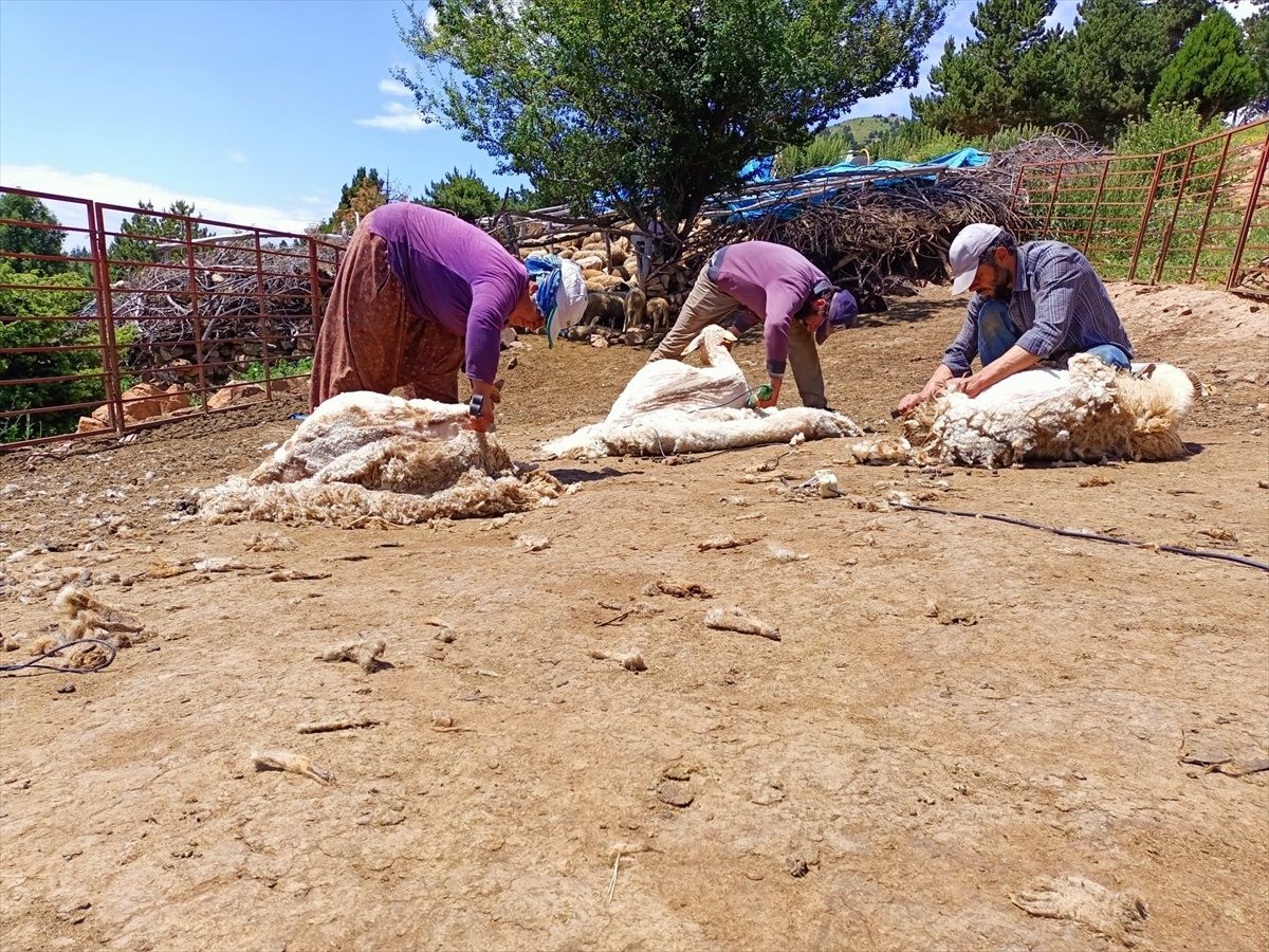 Konya'da besiciler koyunlarını kırkmaya başladı
