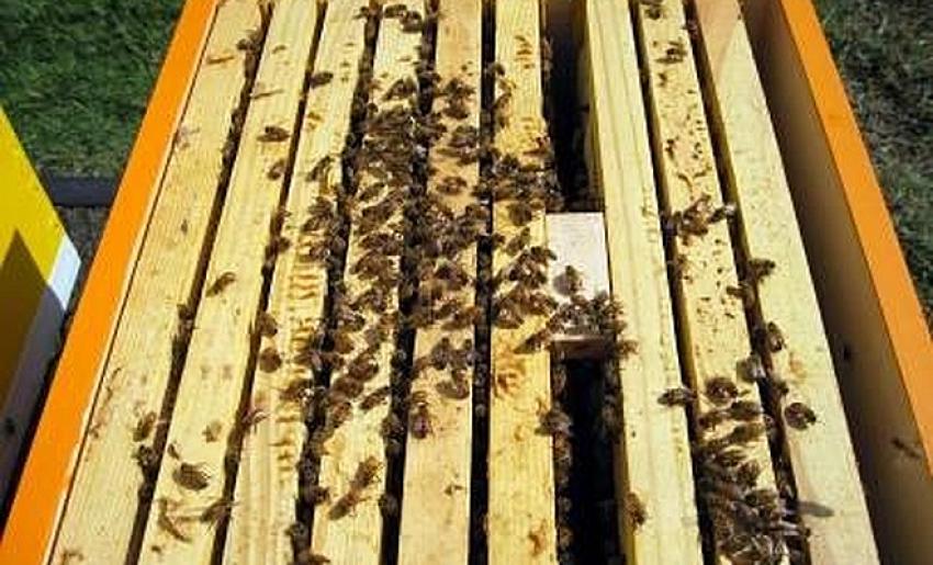 Konya'da bilinçsiz ilaçlama nedeniyle 750 kovandaki binlerce arı telef oldu