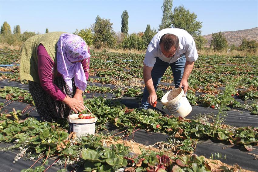 Konya'da bin 150 nüfuslu mahallenin kaderi organik çilekle değişti