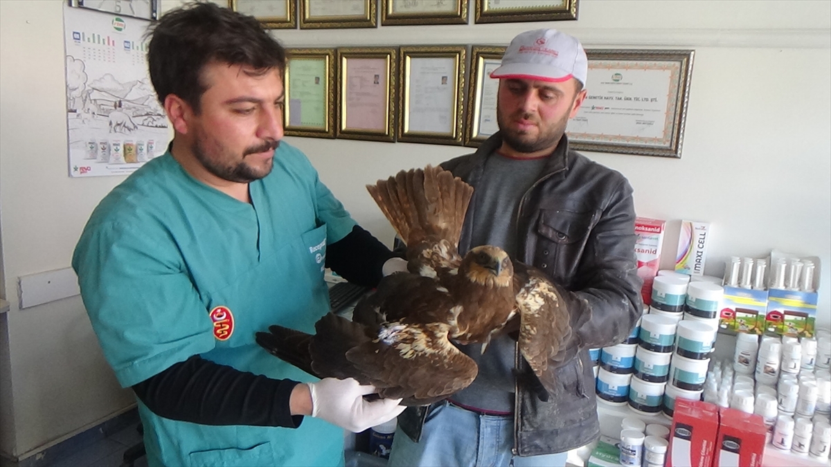 Konya'da bir çiftçi tarafından yaralı bulunan şahin tedavi altına alındı