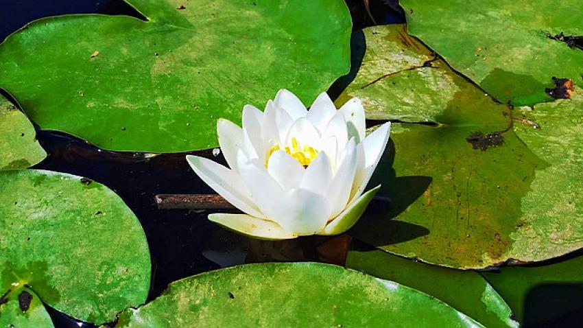 Konya'da bu çiçeği koparmanın cezası 73 bin lira