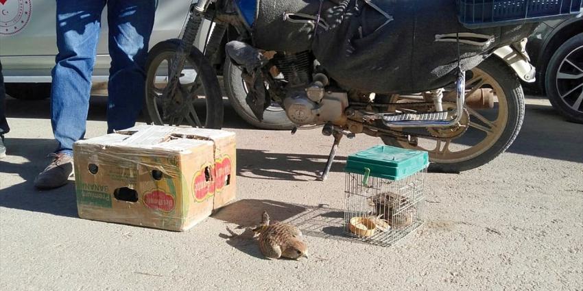 Konya'da canlı hayvan tuzağıyla şahin yakalayan 9 kişiye 41 bin 780 lira ceza