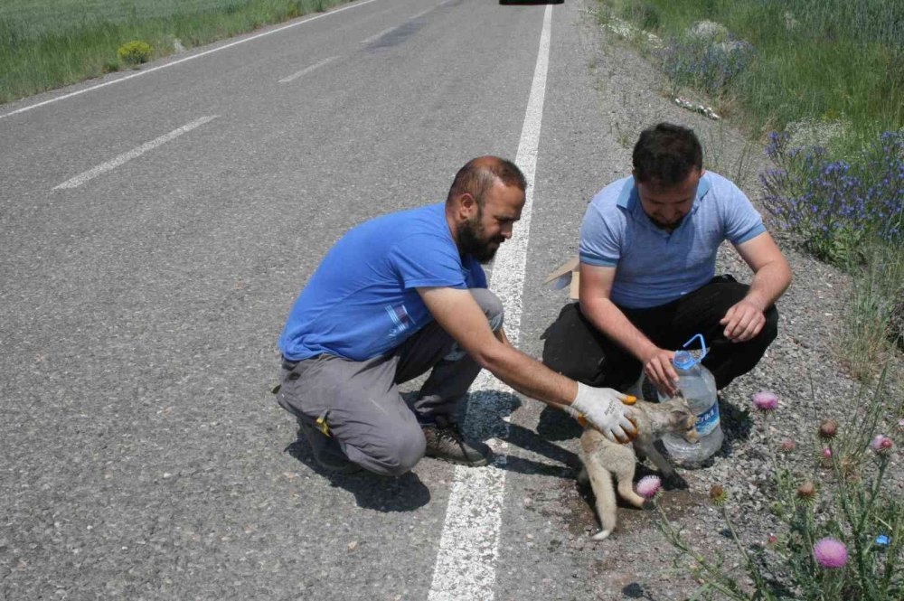 Konya'da Çarptığı  yavru Tilkiyi  tedavi ettirip  tekrar çarptığı yere  bıraktı