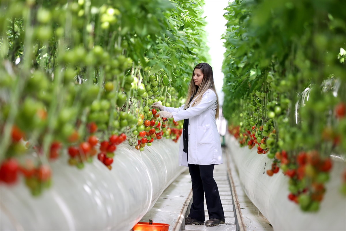 Konya'da çevreci fabrikada üretimde ortaya çıkan ısının kullanıldığı serada domates yetiştiriliyor