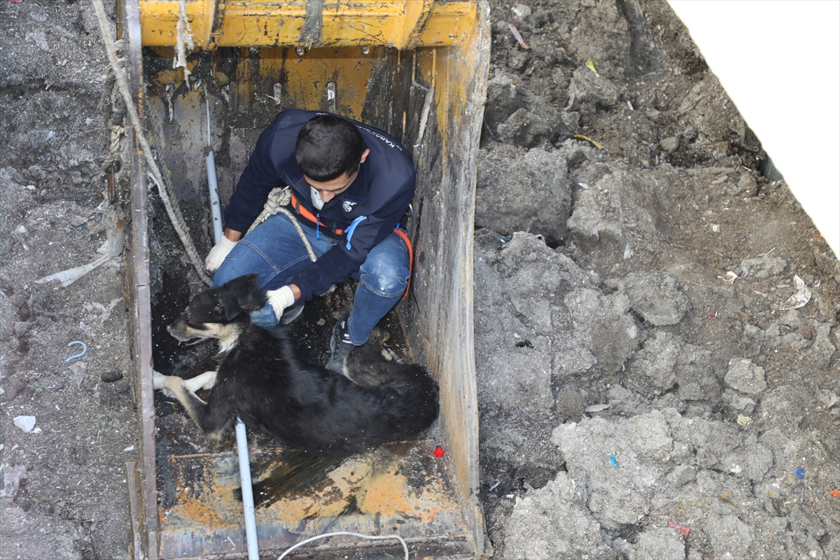 Konya'da çukura düşen köpek belediye görevlilerince kurtarıldı
