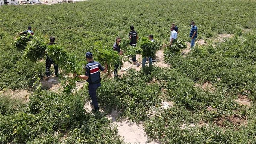 Konya'da domates tarlasında Hint keneviri ele geçirildi