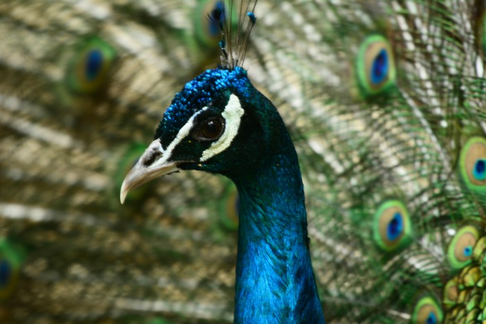 Konya'da düzenlenen operasyonda tavus kuşu ve deve kuşu ele geçirildi