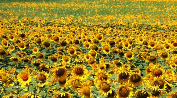 Konya'da ekim alanı azalan ayçiçeğinde bu yıl yüksek verim bekleniyor