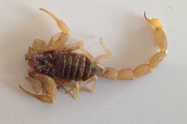 Konya'da evlerinde akrep sokan çocuk hastanelik oldu