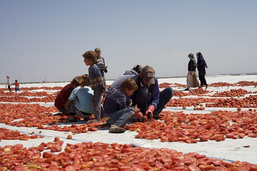 Konya'da güneşte kurutulan domatesler, makarnasıyla ünlü İtalya'ya ihraç ediliyor.
