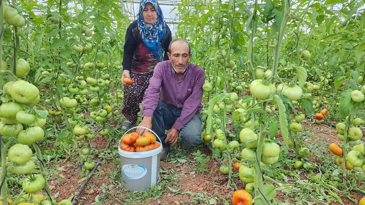 Konya'da hibe ile sera kuran çift, örnek oluyor