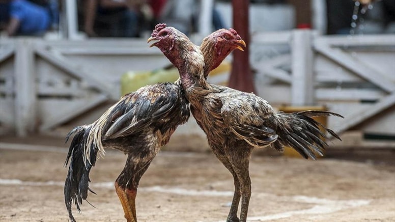 Konya'da horoz dövüştüren 52 kişiye 349 bin lira para cezası