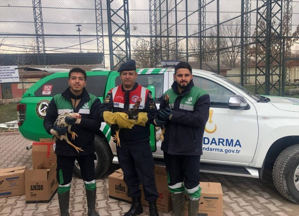 Konya'da horoz dövüştürenlere jandarmadan baskın: 81 bin 851 lira para cezası verildi