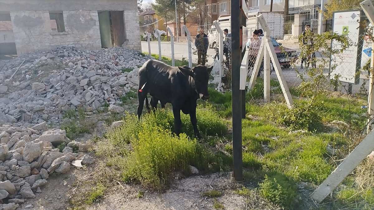 Konya'da kaçan dana 3 saat süren mücadele sonunda yakalandı