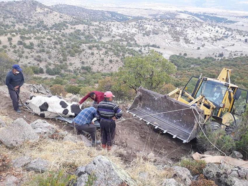 Konya'da kayalıklara düşen gebe ineği belediye ekipleri kurtardı