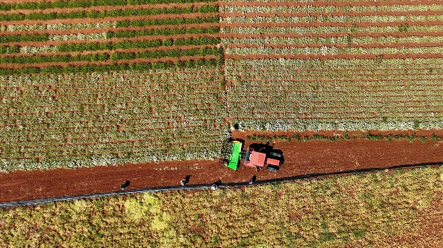 Konya'da kekik hasadına başlandı