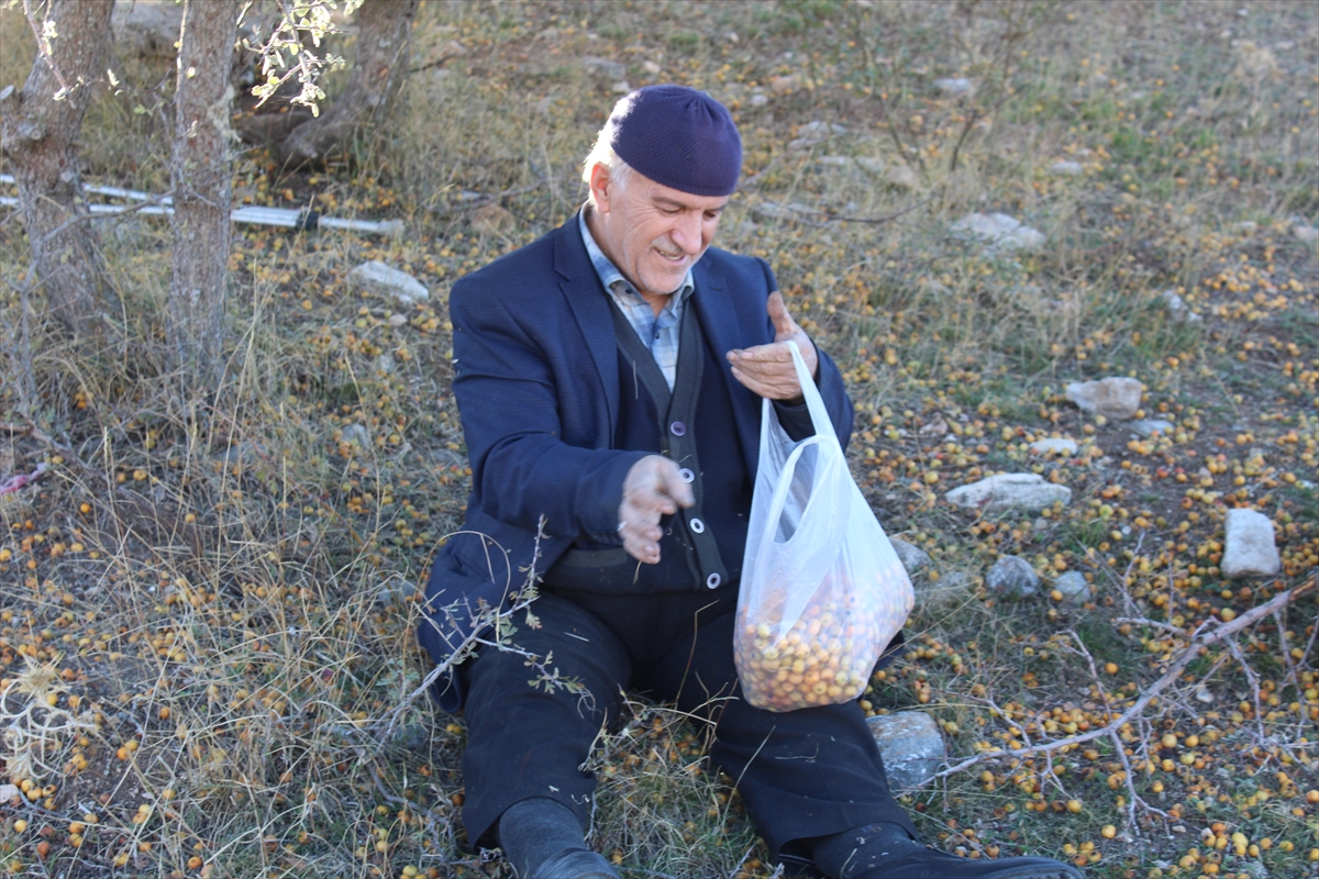 Konya’da kendiliğinden yetişiyor, bir çok hastalığa iyi geliyor