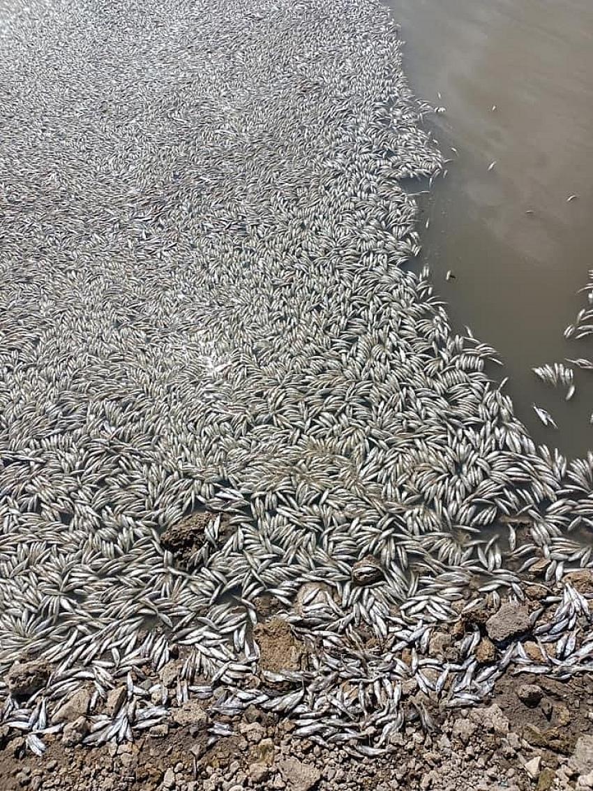  Konya’da korkutan görüntü! Sular çekilince binlerce balık öldü