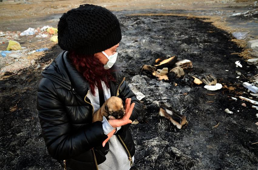 Konya'da kulübesi yakılarak telef edilmiş 9 yavru köpek bulundu