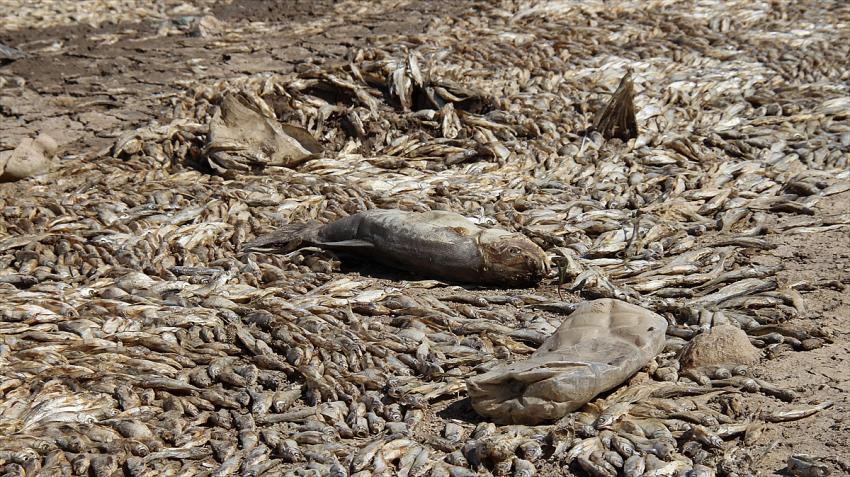 Konya'da kuraklık May Barajı'nda balık ölümlerine neden oldu