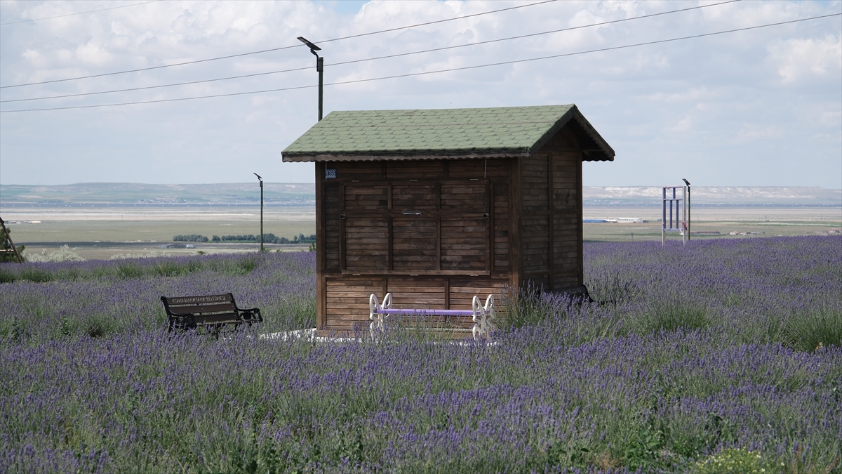 Konya'da lavanta bahçesinin geliri 200 öğrenciye burs olacak