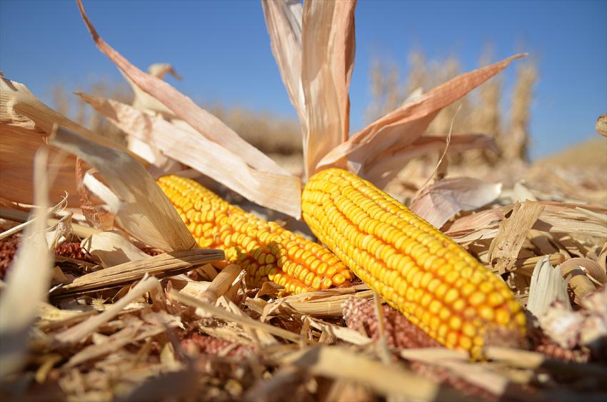 Konya'da Mısır, fiyatıyla çiftçinin yüzünü güldürdü