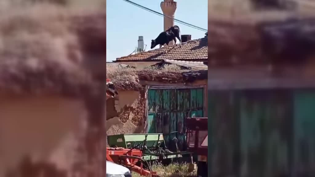 Konya'da müstakil evin çatısına çıkan boğa, zor anlar yaşattı