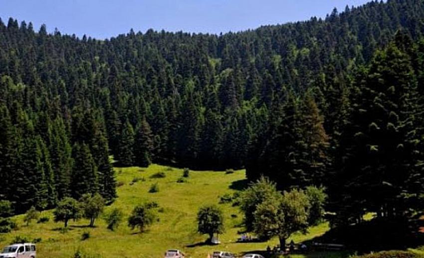 Konya'da orman işletme müdürlüğü kurulacak